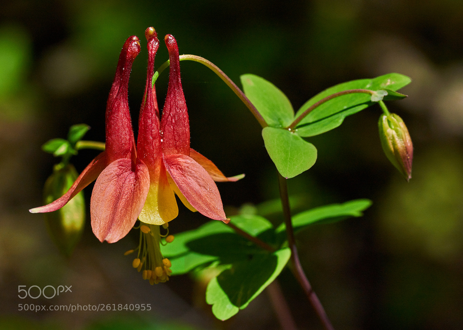 Sony a7R II sample photo. Wild columbine photography