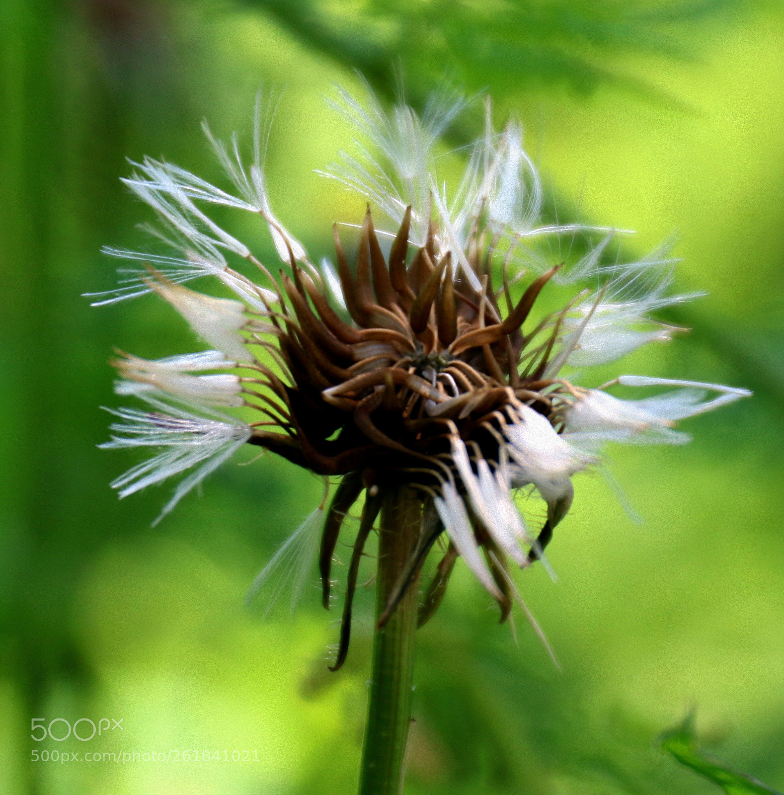 Canon EF 24-70mm F4L IS USM sample photo. Macro from nature photography
