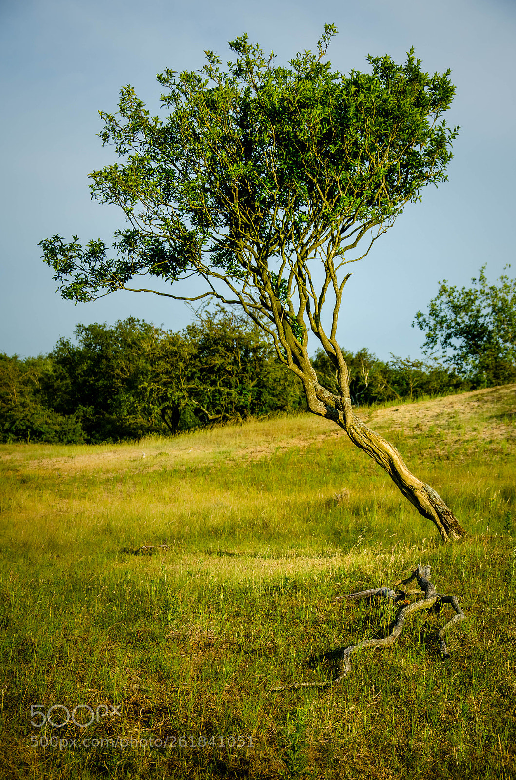 Nikon D7000 sample photo. Tree photography