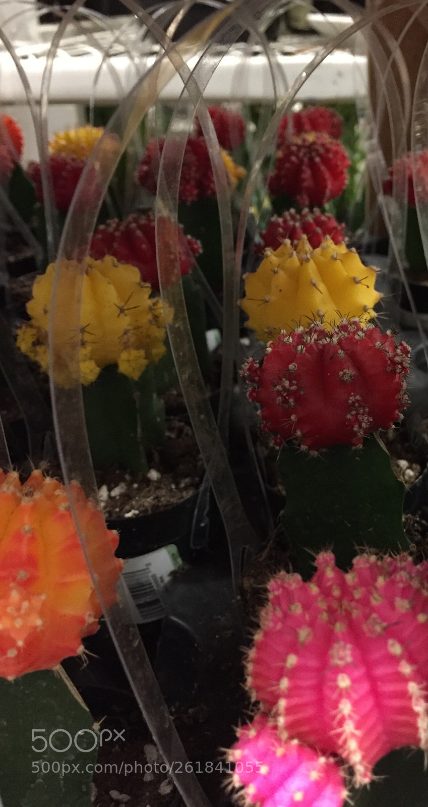 Apple iPhone 6 sample photo. Moon cacti  photography