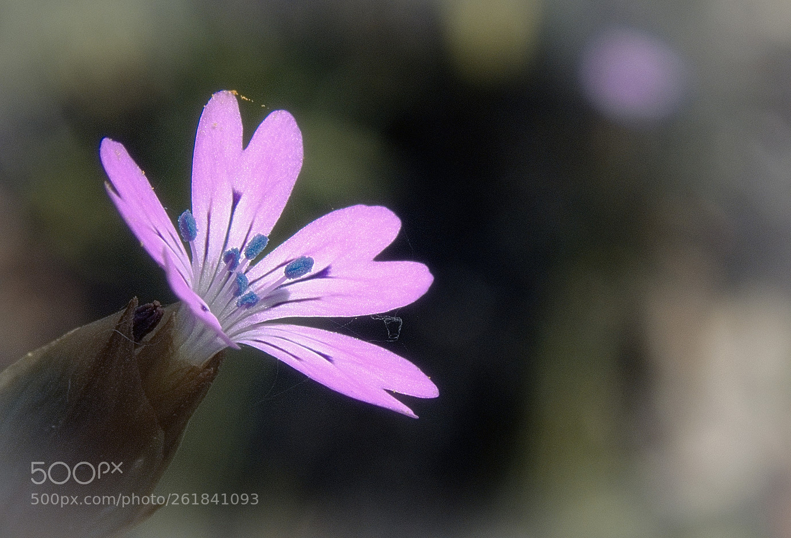Olympus TG-5 sample photo. Little big sepal photography
