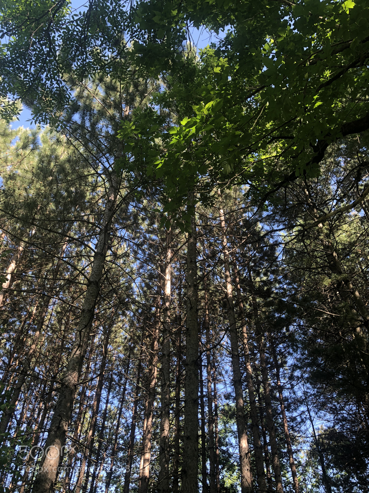 Apple iPhone X sample photo. Québec city photography
