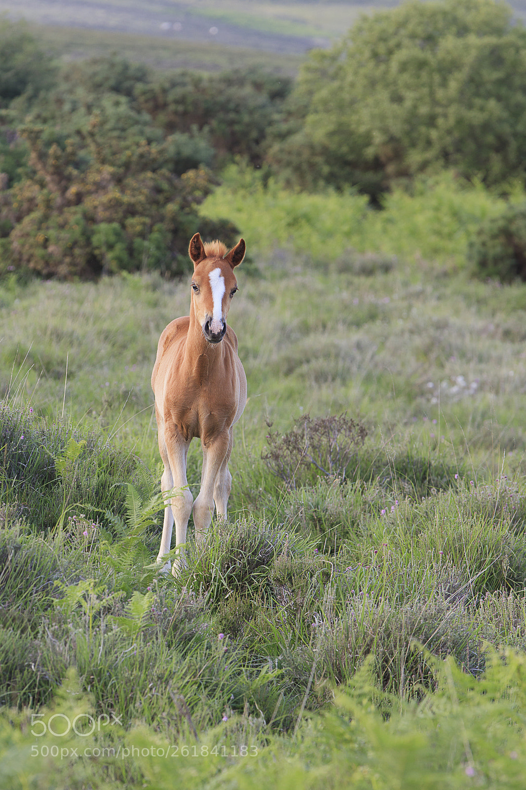 Canon EOS 5DS R sample photo. New forest pony photography