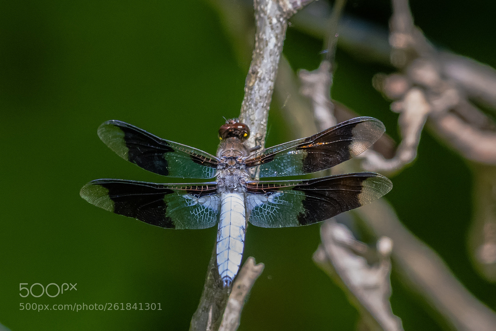 Nikon D850 sample photo. Dragonfly photography