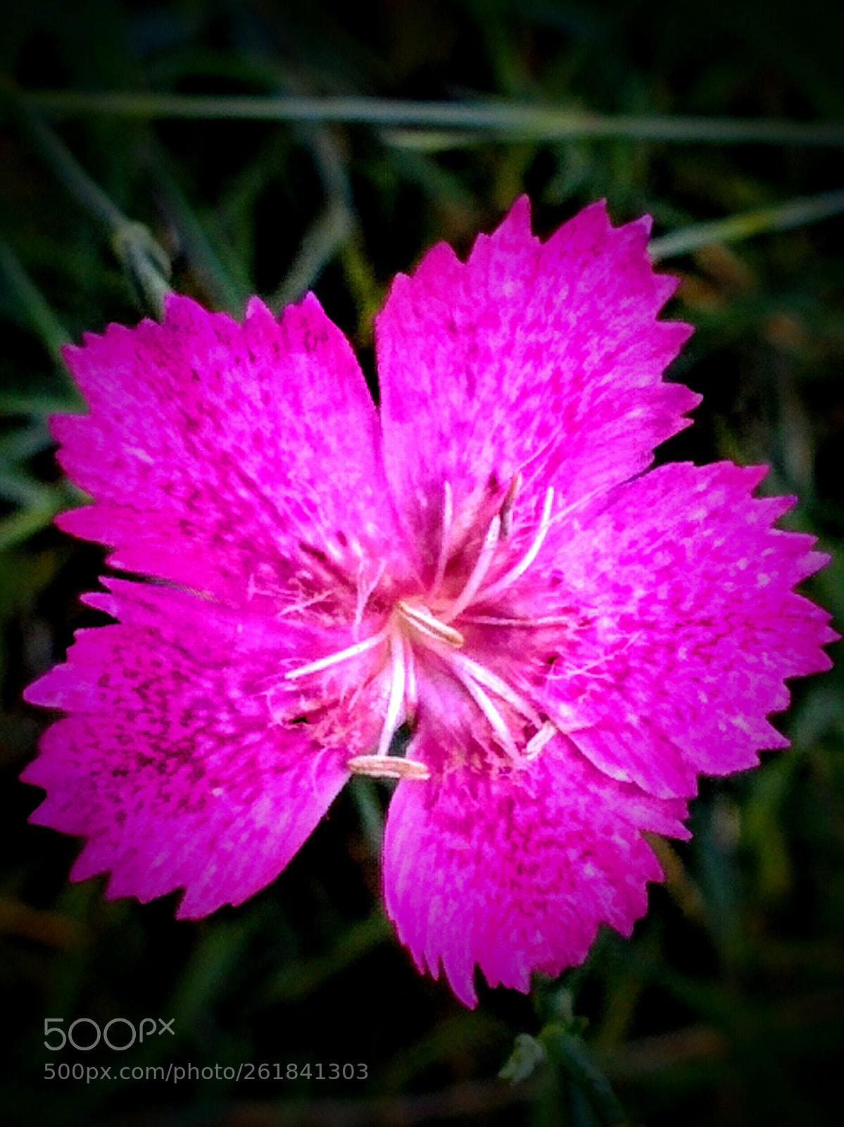 LG Nexus 5 sample photo. Dianthus  photography