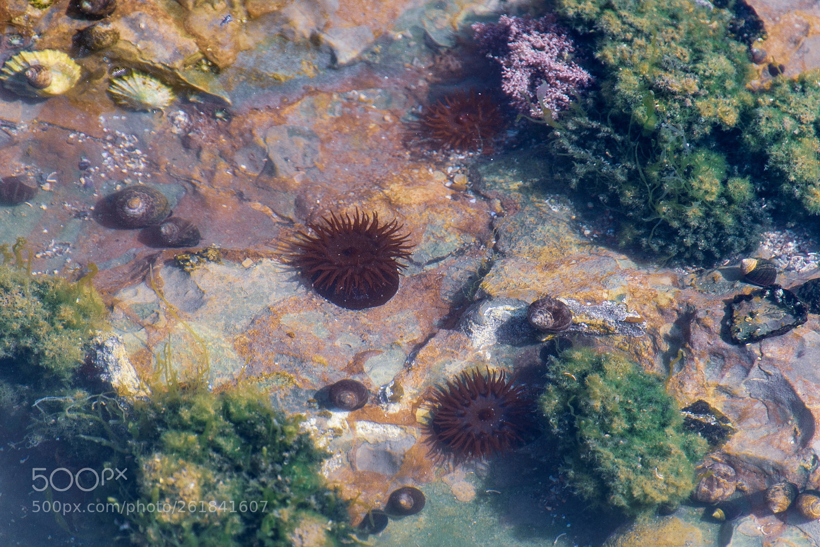 Nikon D500 sample photo. Rockpool photography