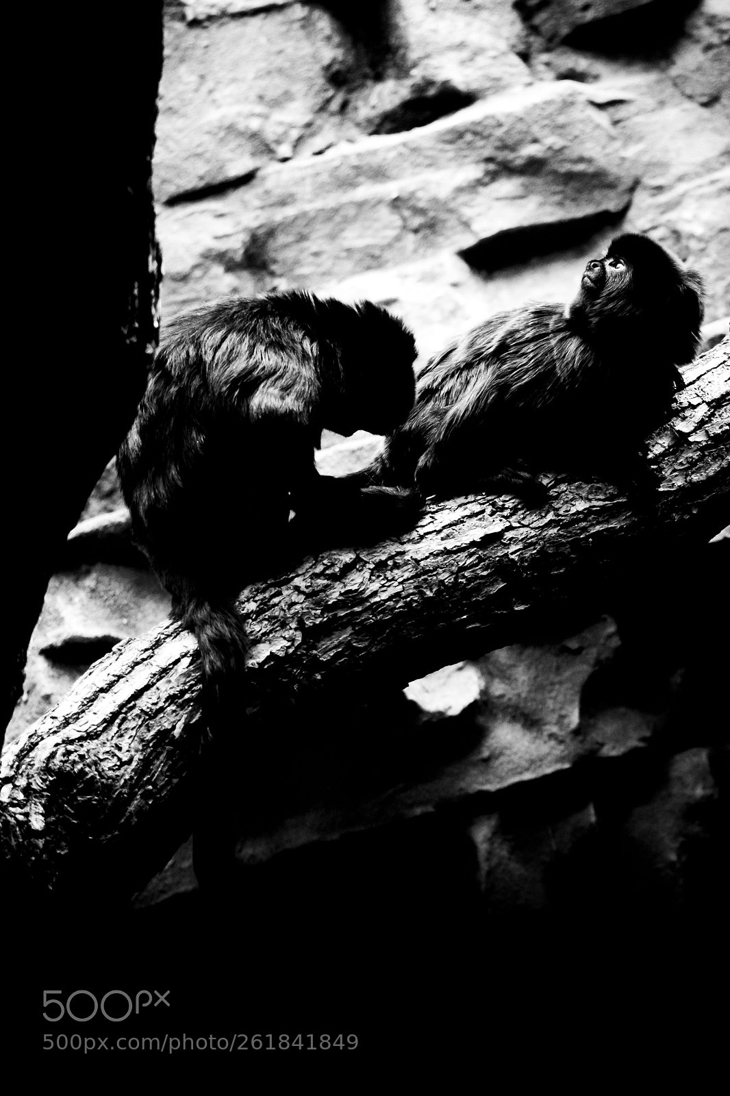 Fujifilm X-E3 sample photo. Monkey004 photography