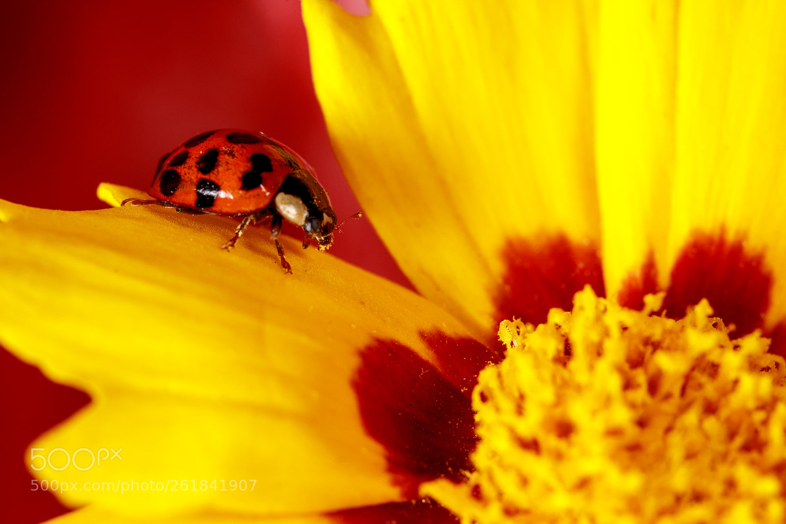 Canon EOS 5D Mark IV sample photo. Lady bug #2 photography