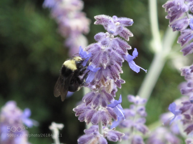 Canon PowerShot G10 sample photo. Bumblebee and lavender photography
