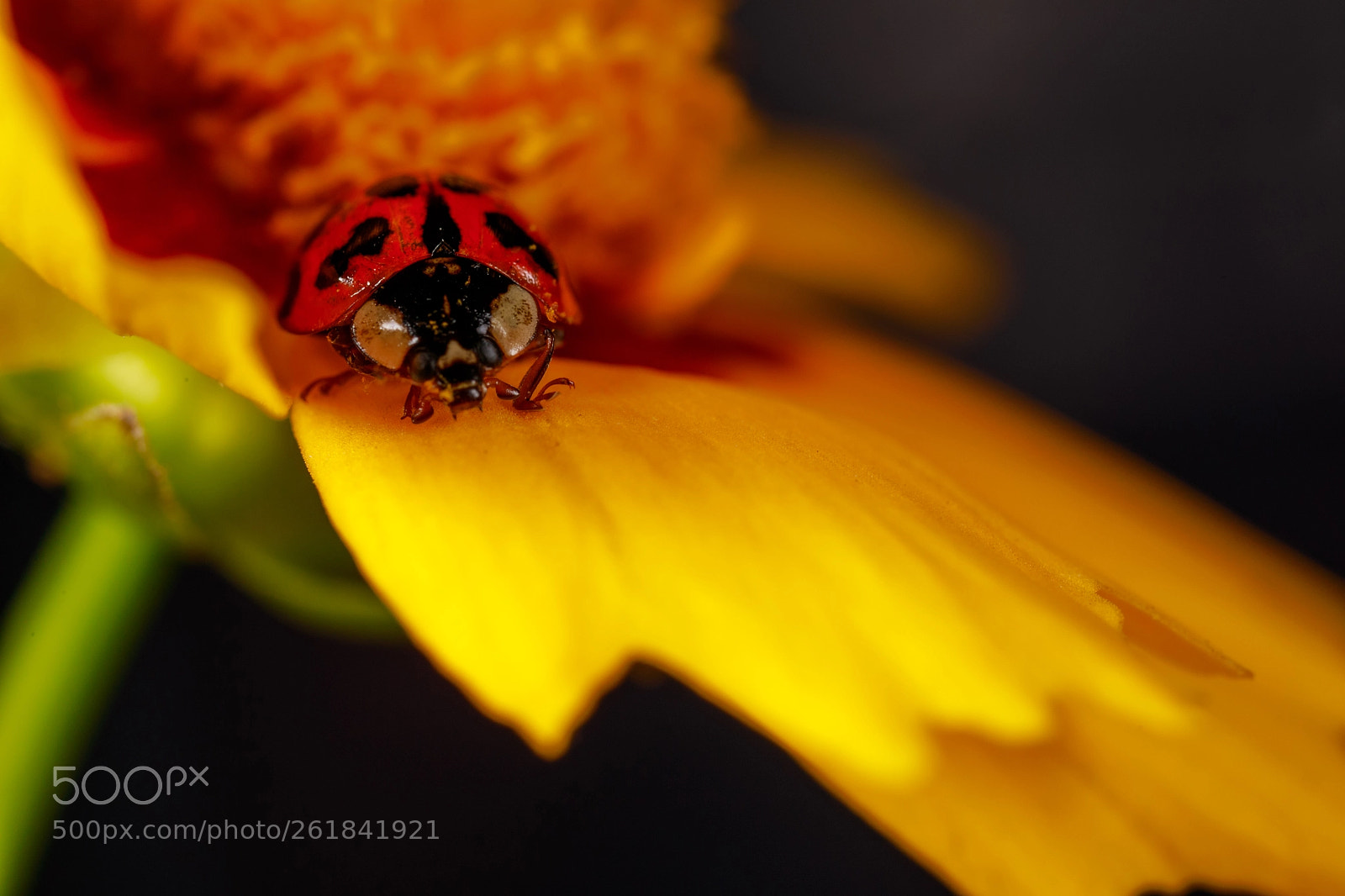 Canon EOS 5D Mark IV sample photo. Lady bug #1 photography