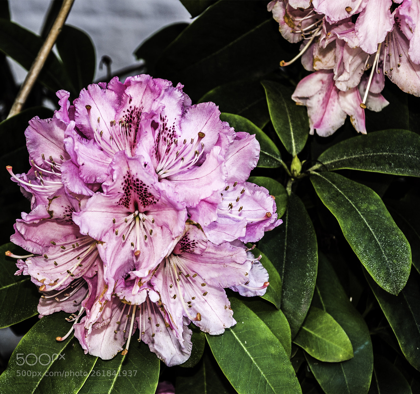 Nikon D7200 sample photo. Geranio ingles photography
