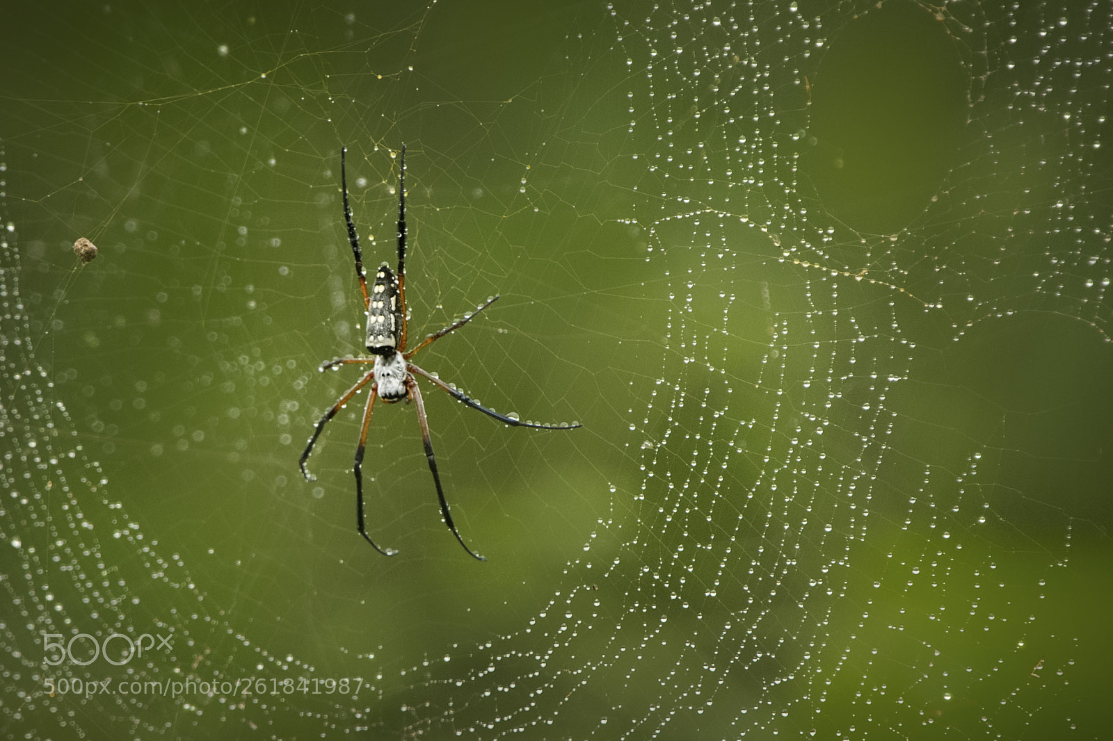 Nikon D500 sample photo. Red-legged golden weaver spider photography