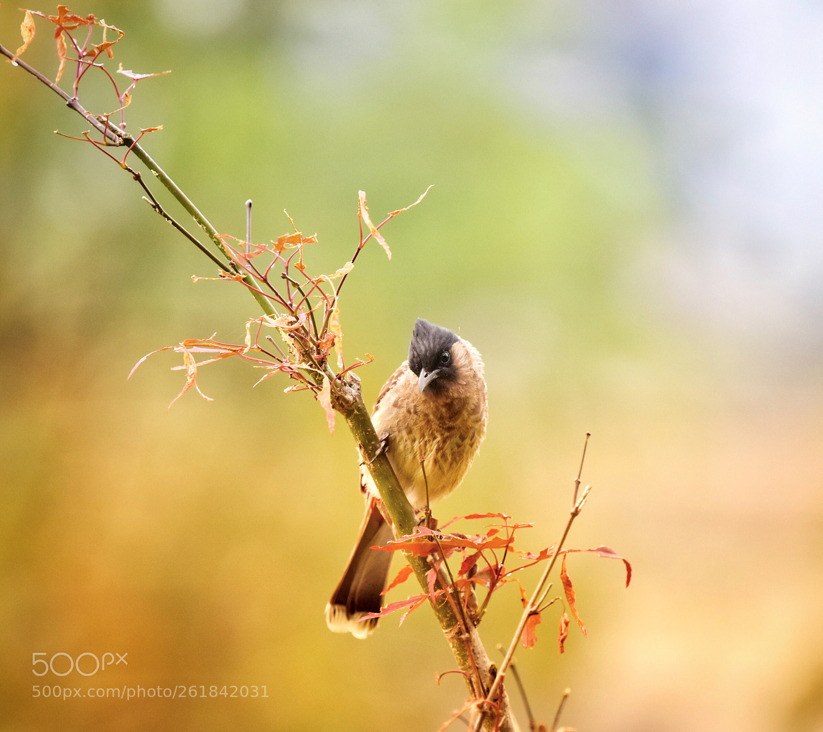 Nikon D7200 sample photo. On the branch photography