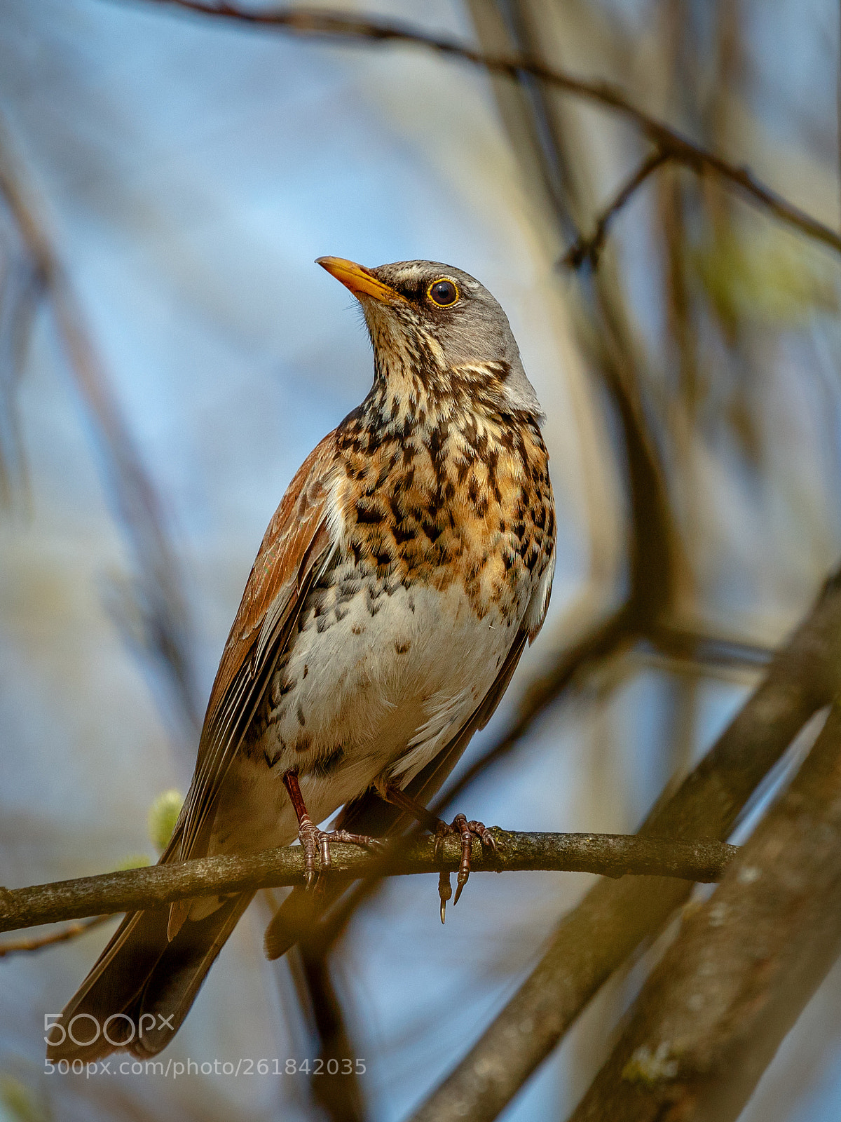 Canon EOS 5DS R sample photo. Fieldfare photography