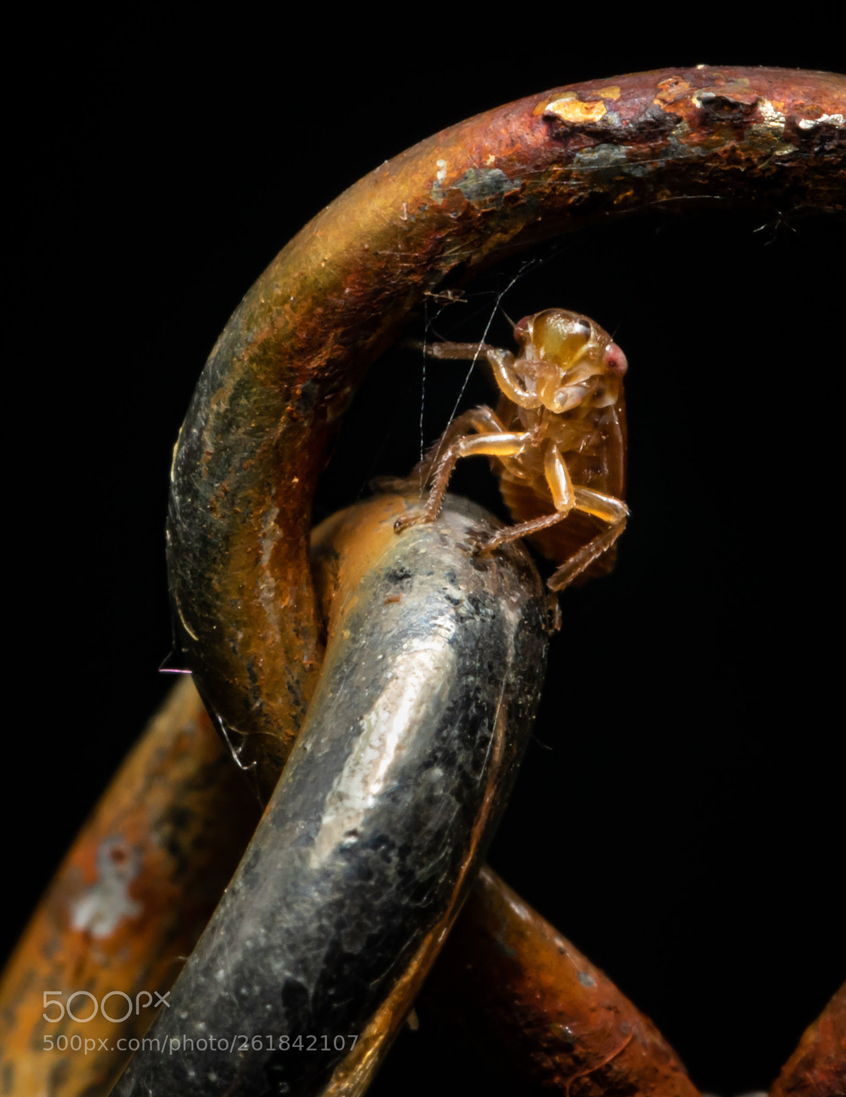 Canon EOS 5D Mark IV sample photo. Leafhopper nymph photography