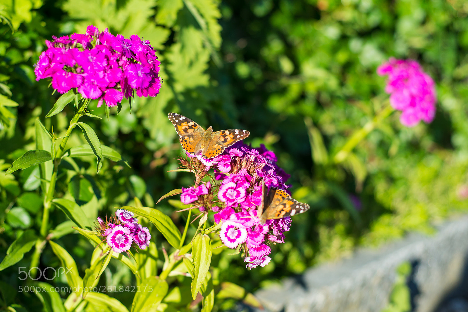 Nikon D610 sample photo. Butterfly photography