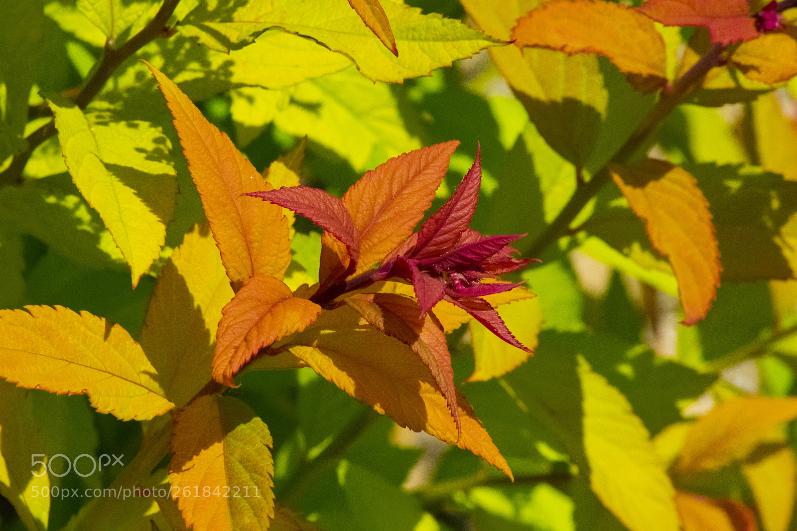 Nikon D3400 sample photo. Spring leaves photography
