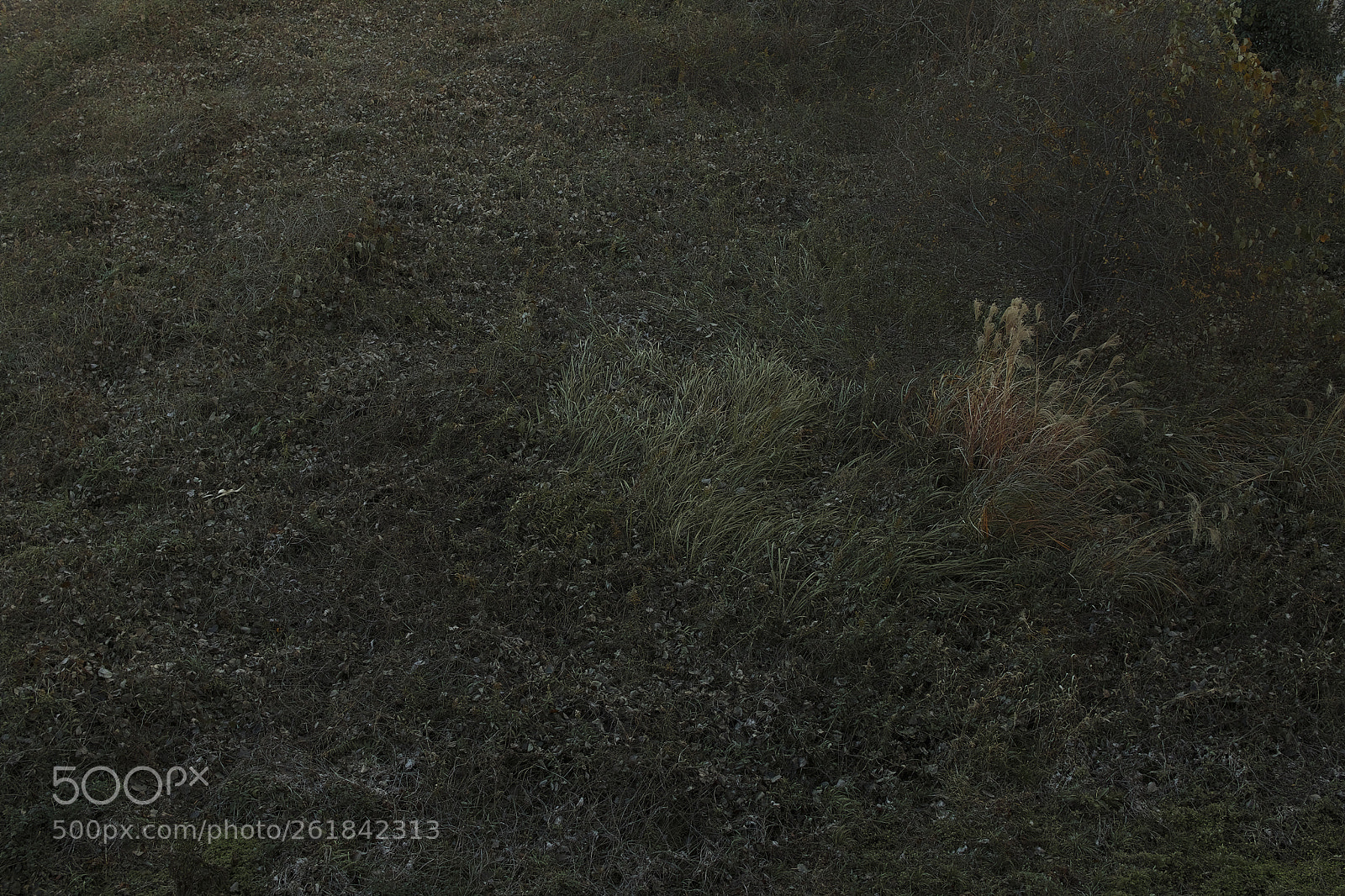 Sigma sd Quattro sample photo. Sdq_0099-036.jpg photography