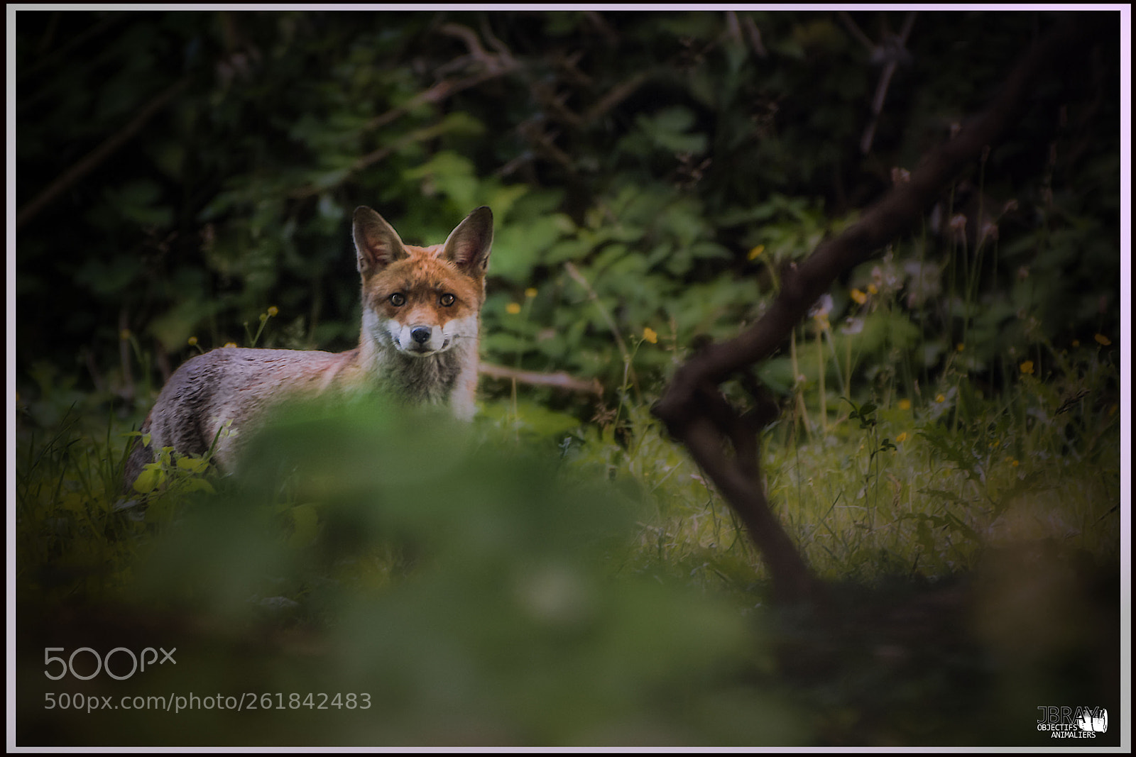 Nikon D7200 sample photo. Fox photography