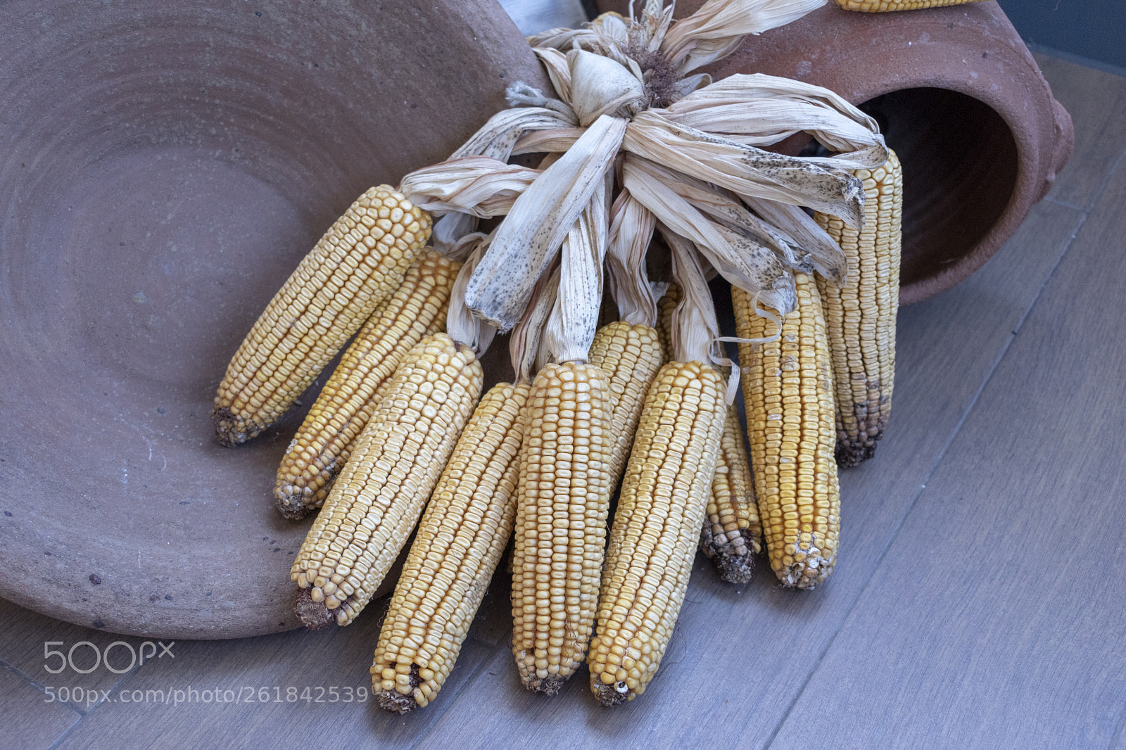 Nikon D5600 sample photo. Corn photography