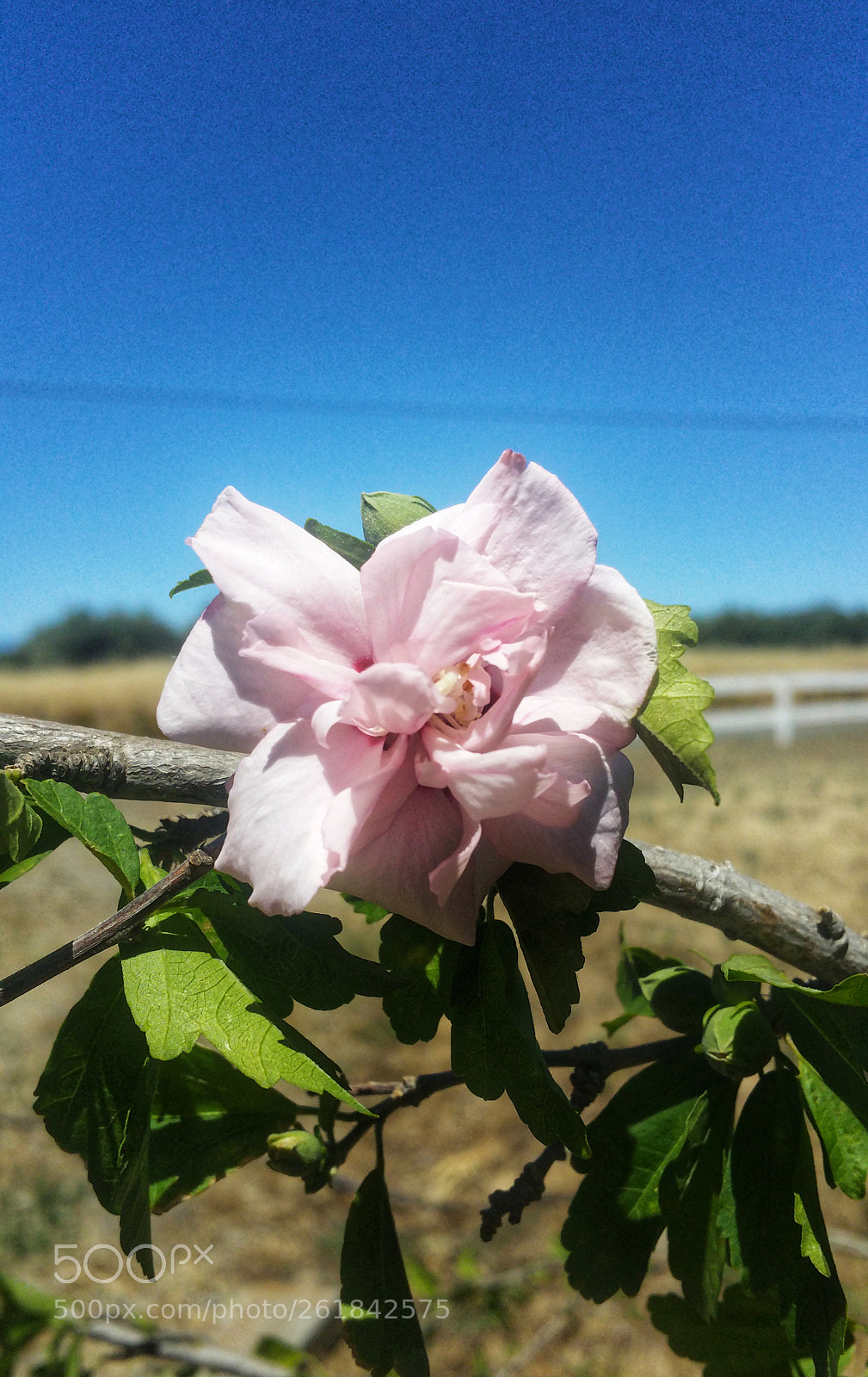 Samsung Galaxy Note4 sample photo. Flower against clear sky photography