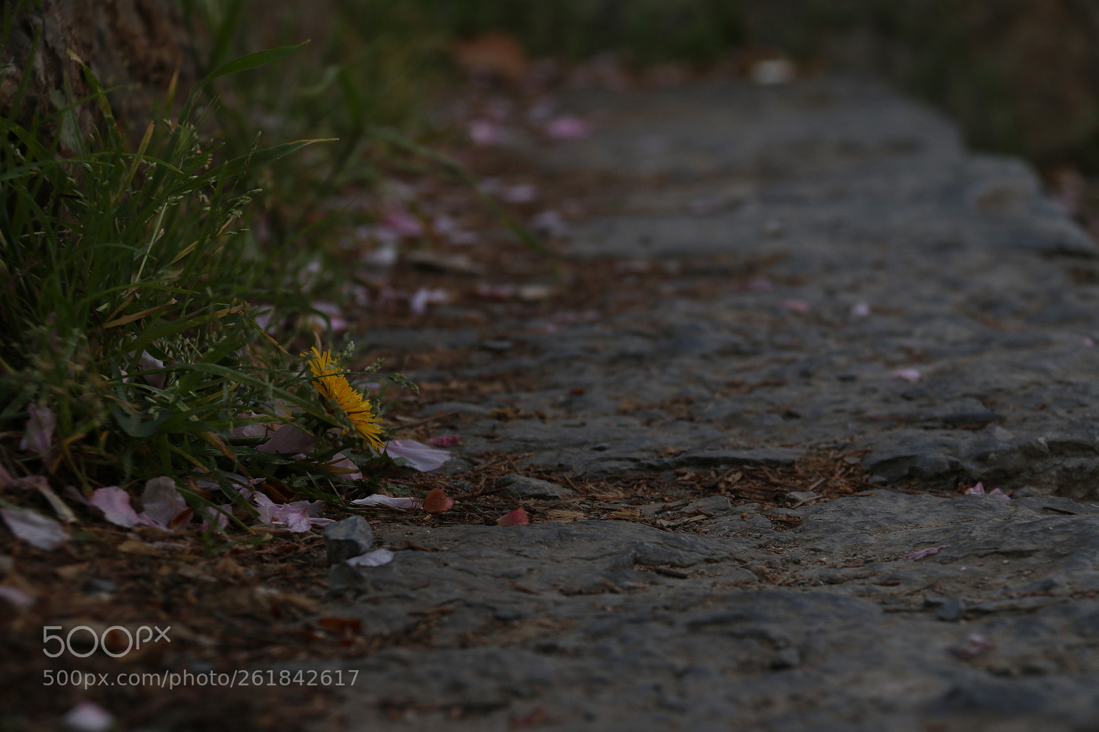 Canon EF-S 18-200mm F3.5-5.6 IS sample photo. Untitled photography