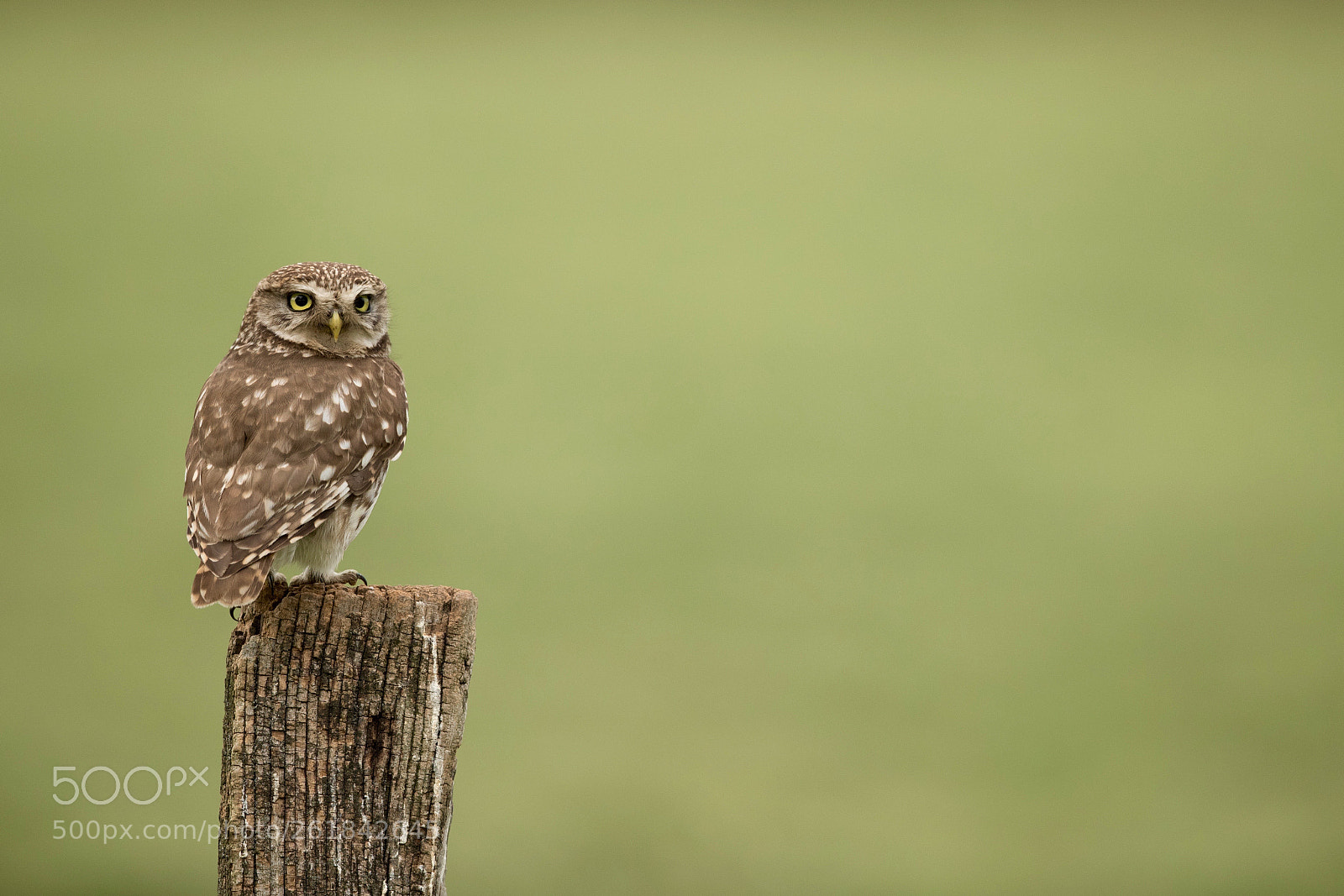 Canon EOS-1D X Mark II sample photo. Screech owl photography