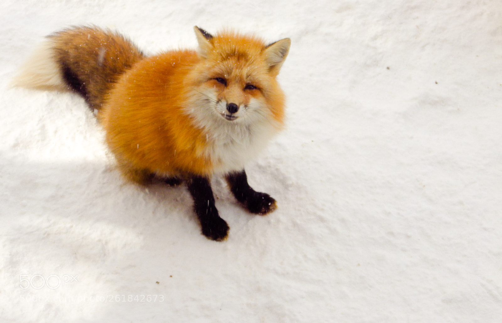 Pentax X-5 sample photo. Very cute fox photography