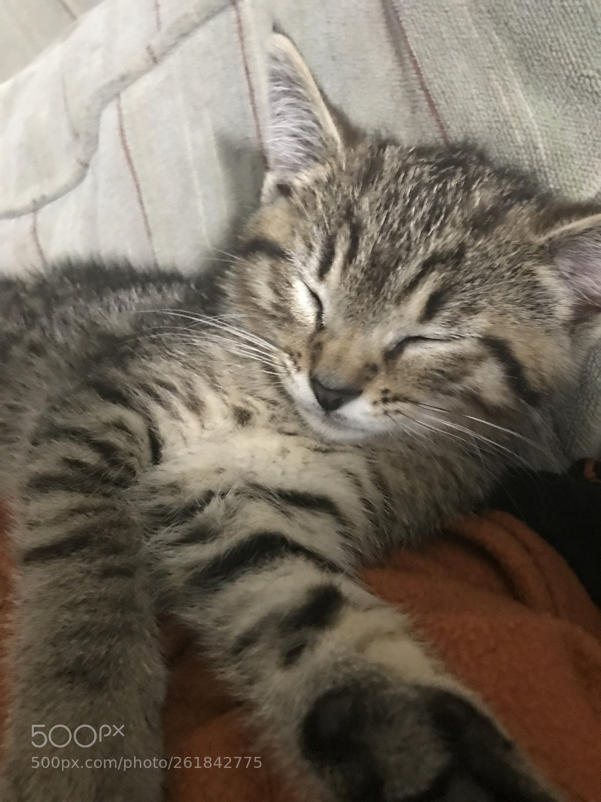 Apple iPhone 7 sample photo. Little kitten sleeping  photography