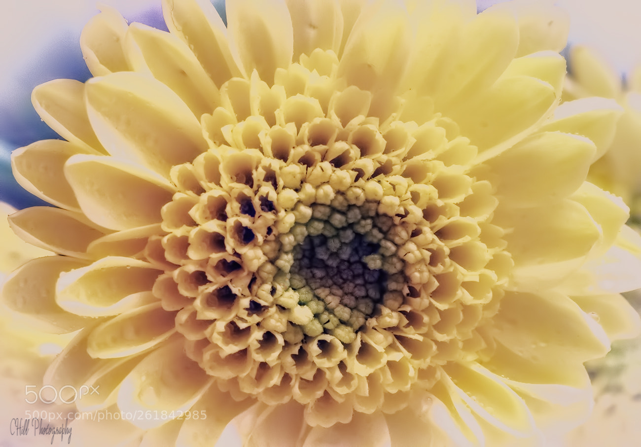 Canon EOS 80D sample photo. Heart of the flower photography