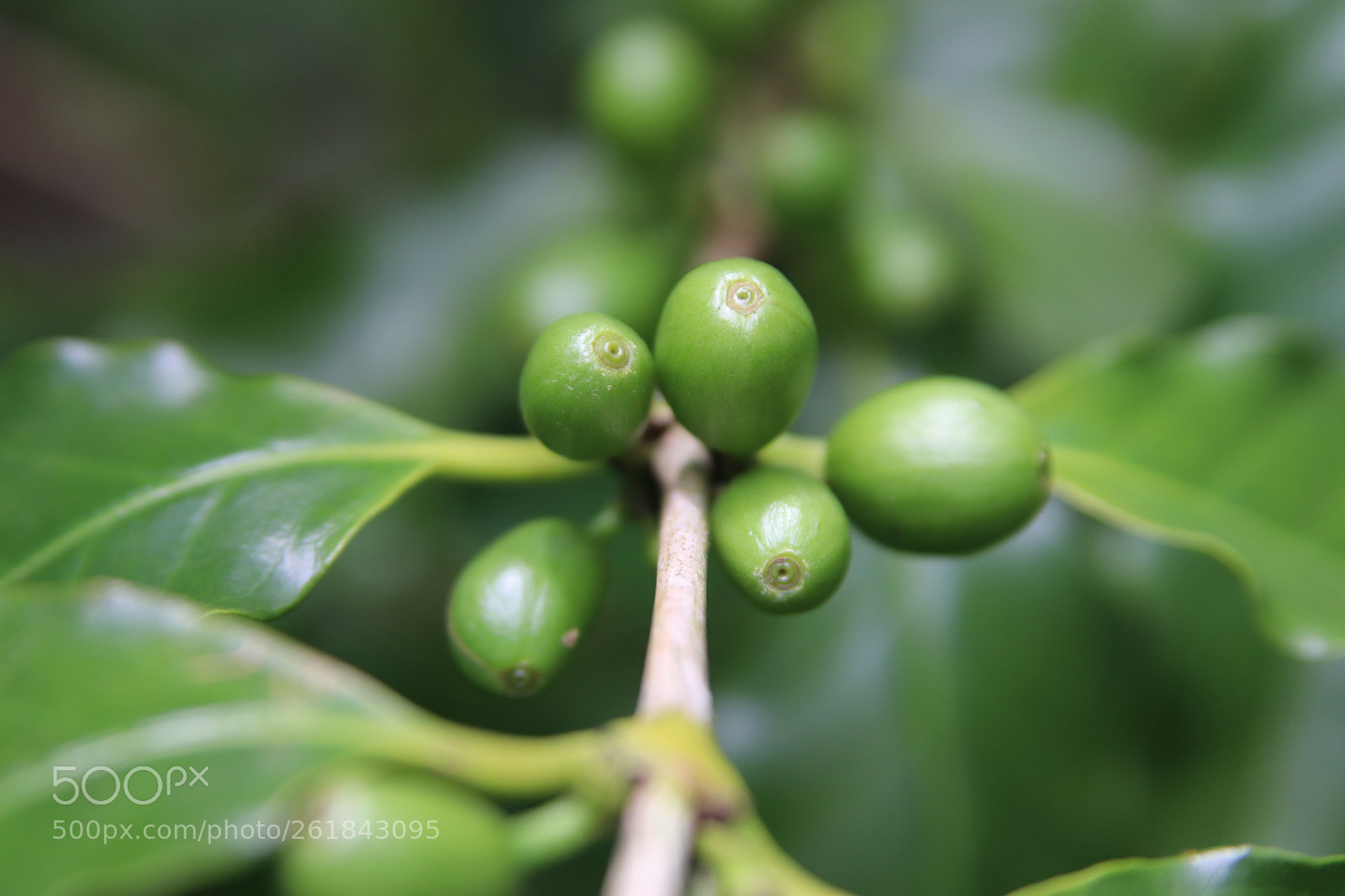 Canon EOS 77D (EOS 9000D / EOS 770D) sample photo. Green coffee seed photography