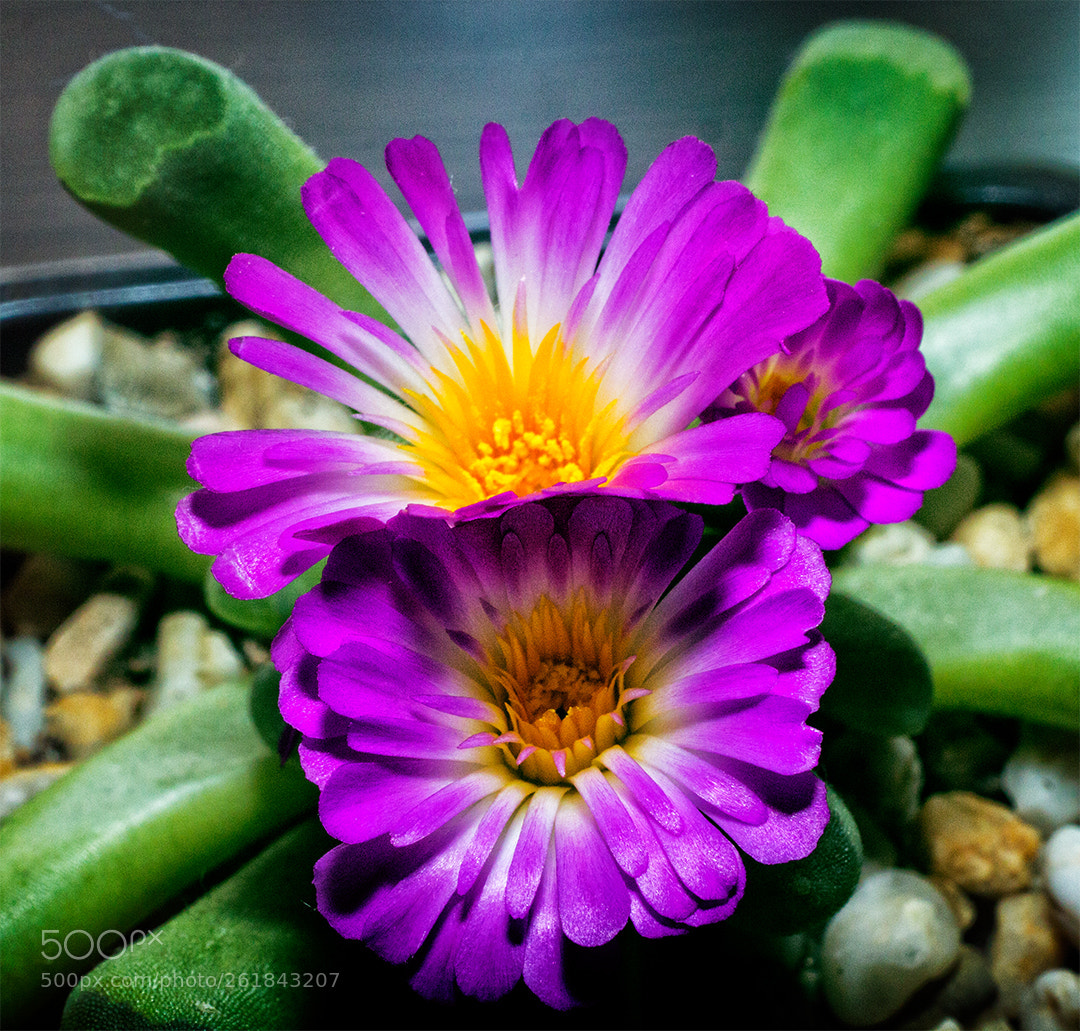Canon EOS 60D sample photo. Untitled photography
