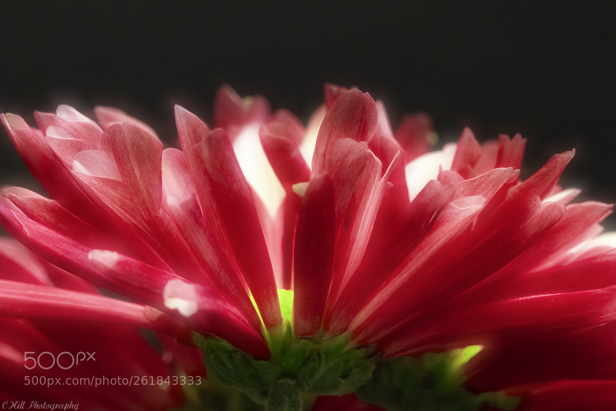 Canon EOS 80D sample photo. Red flower photography