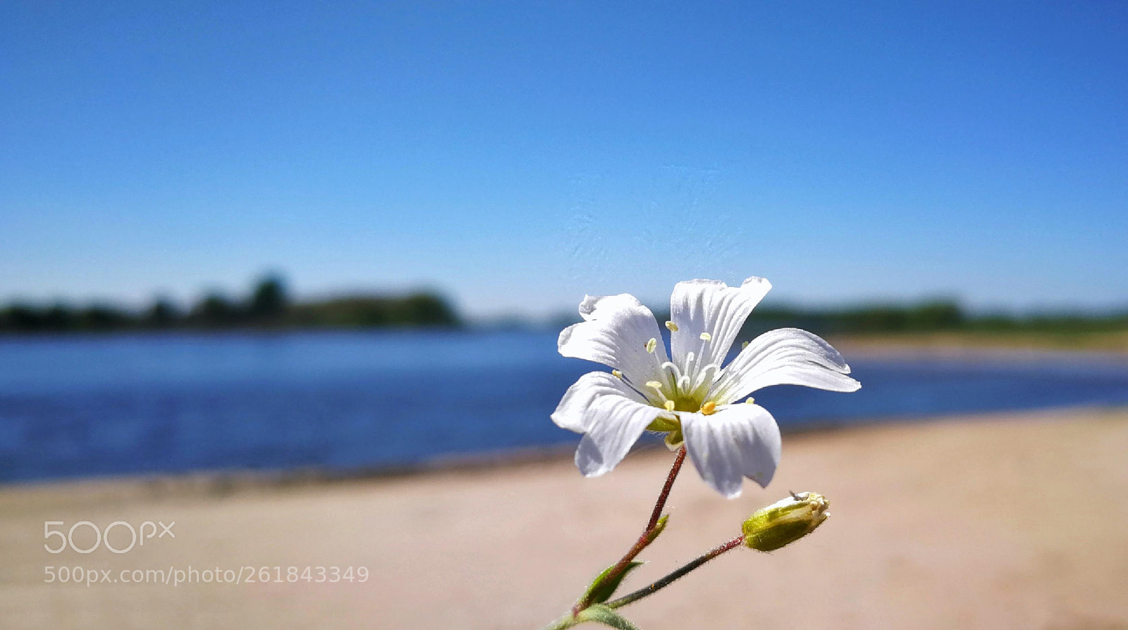 HUAWEI P10 sample photo. Flower power photography