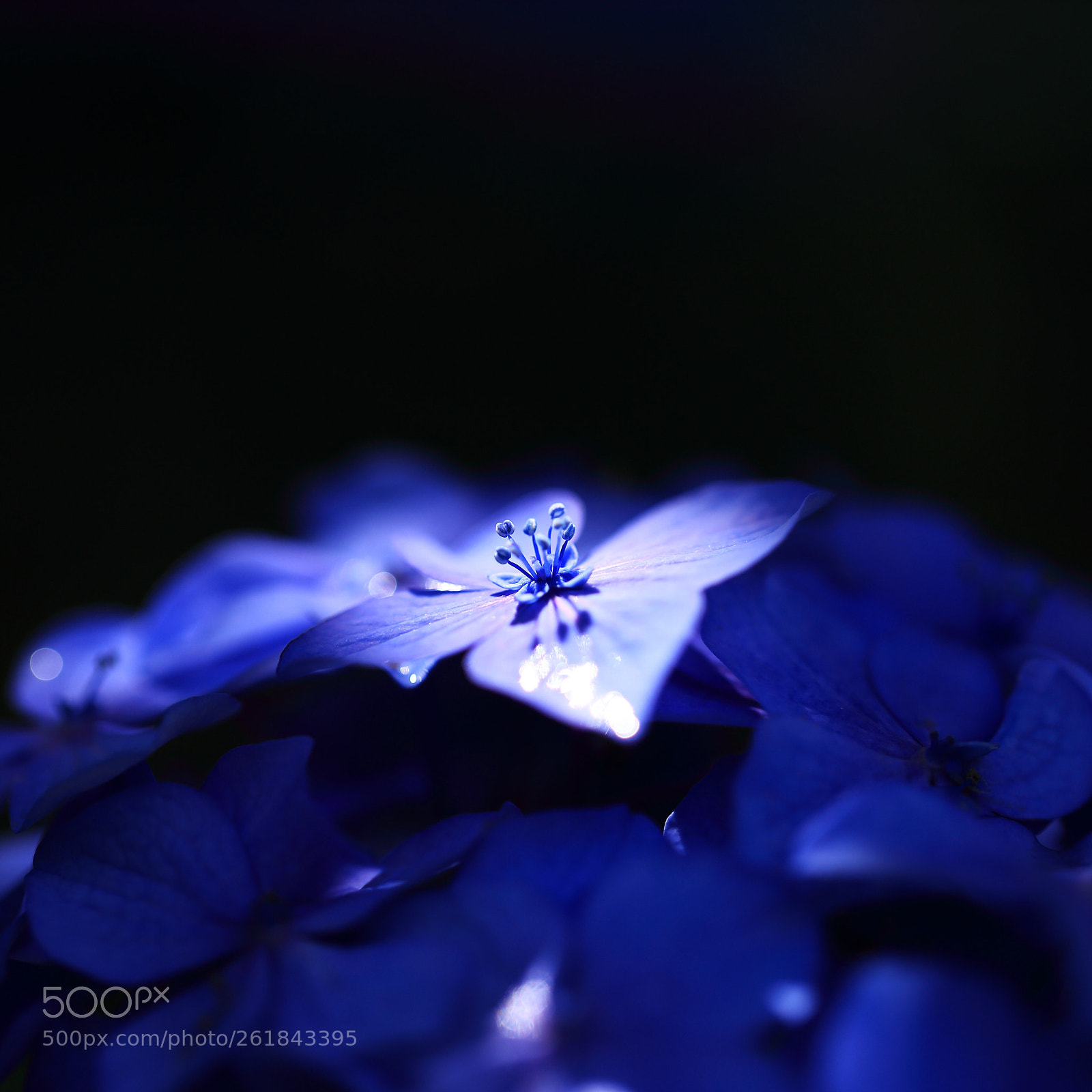 Canon EOS 6D sample photo. Hydrangeas  photography