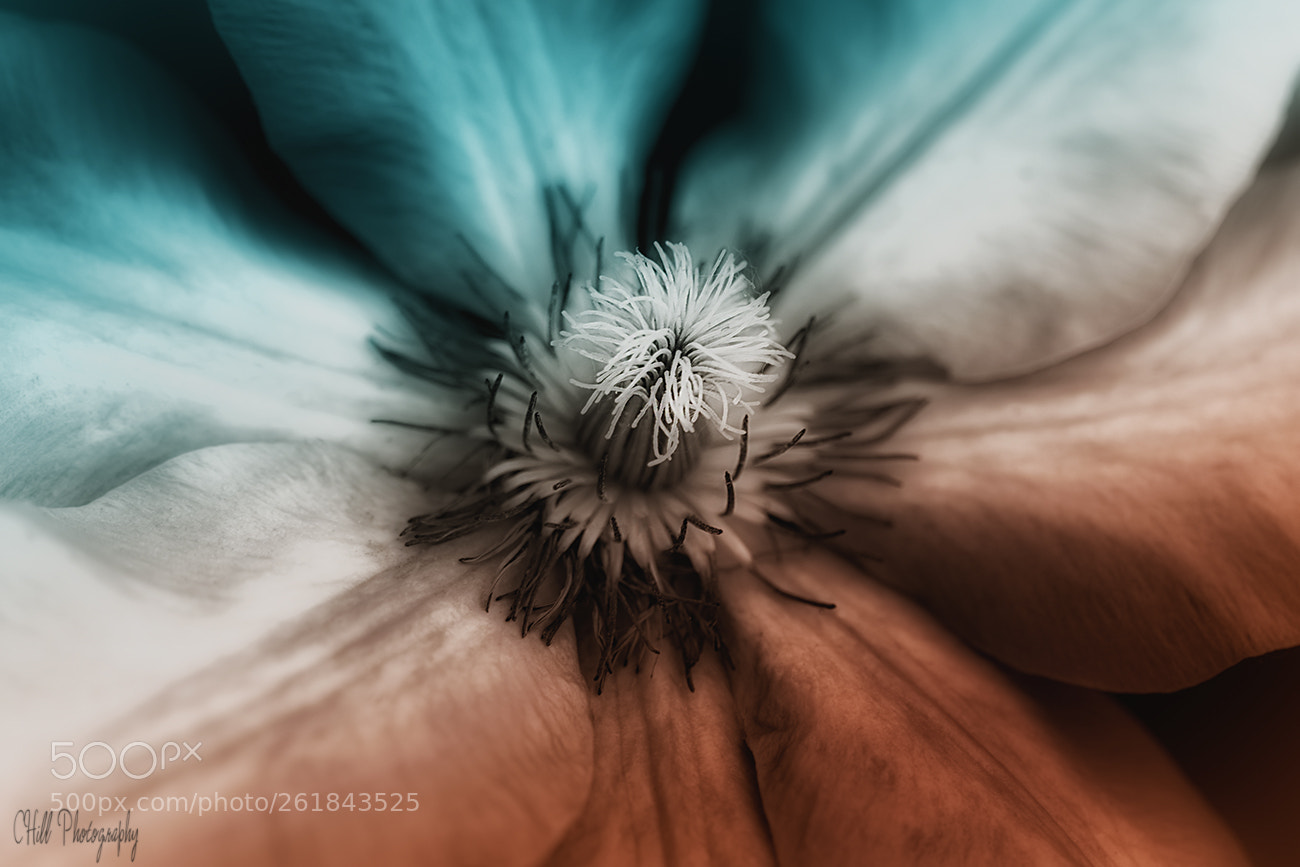 Canon EOS 80D sample photo. Wild flower photography