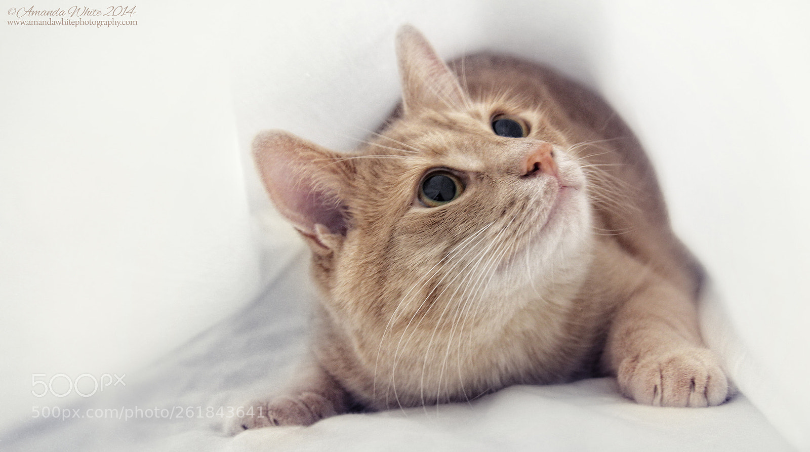 Canon EOS 60D sample photo. Undercover cat i photography