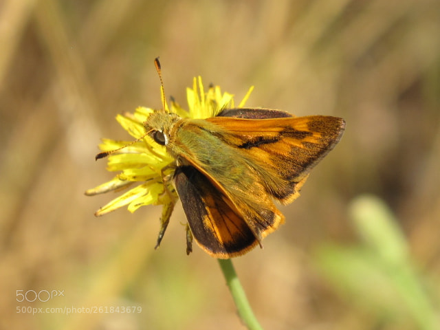 Canon PowerShot G10 sample photo. Skipper butterfly photography