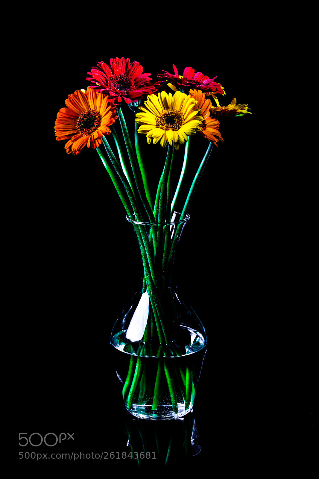 Nikon D850 sample photo. Transvaal daisy photography