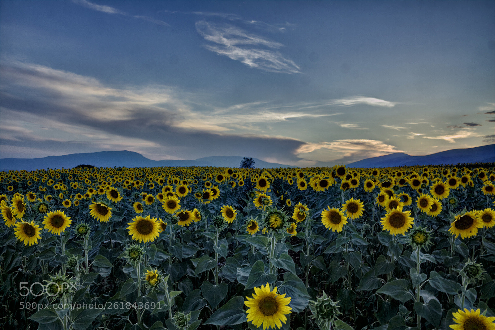 Canon EOS 50D sample photo. Sea of sunflowers photography