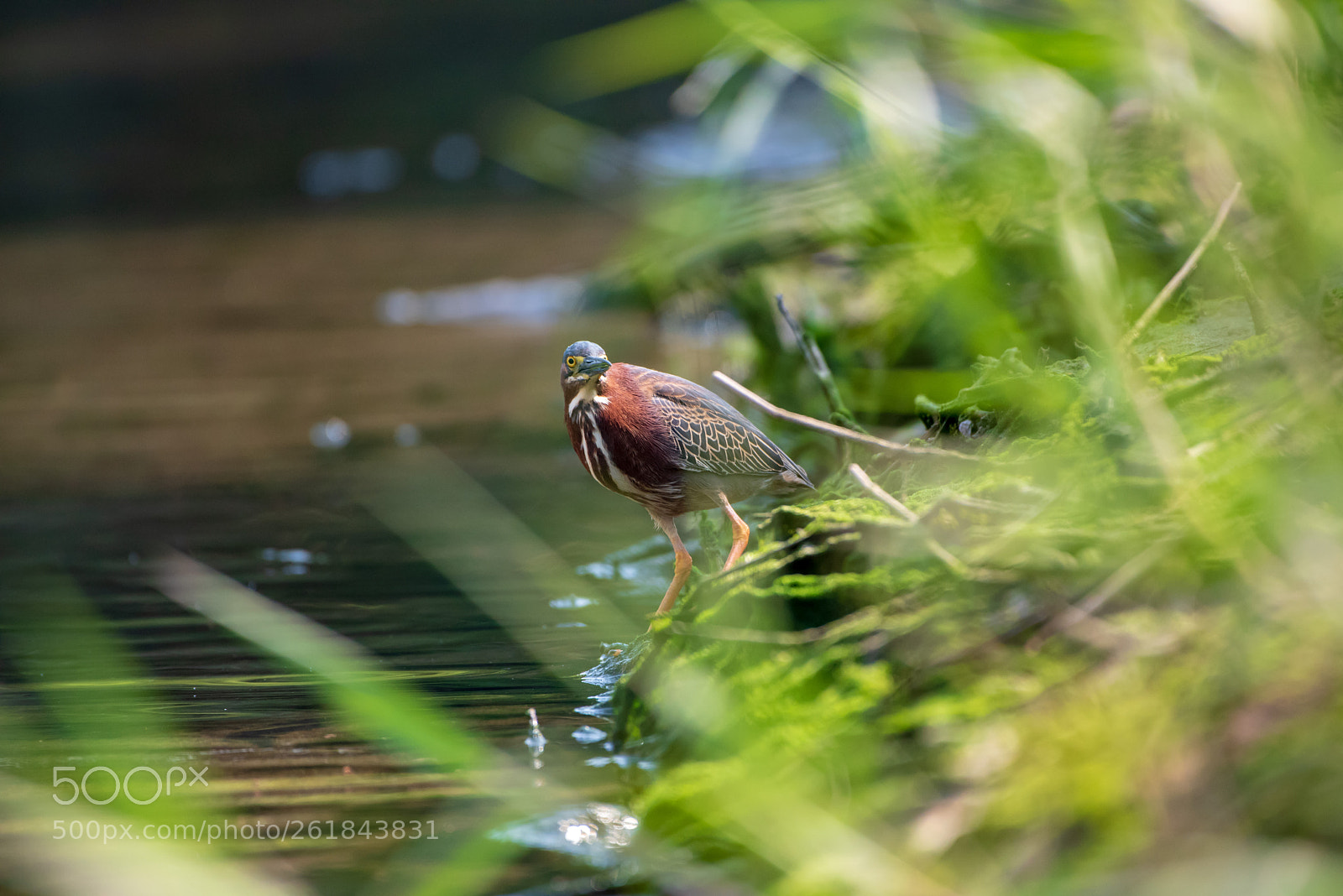 Nikon D750 sample photo. Green heron / garcita verde photography