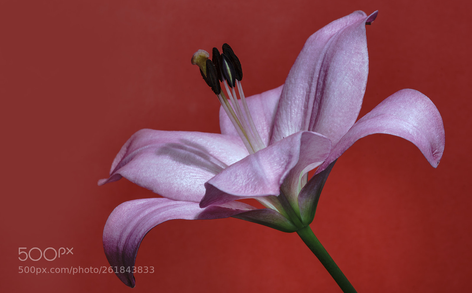 Sony a7R II sample photo. Lily.... photography