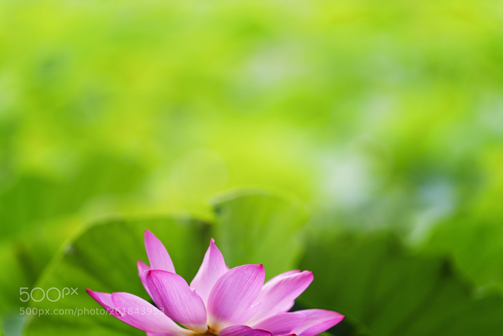 Sony a7R II sample photo. Lotus1 photography
