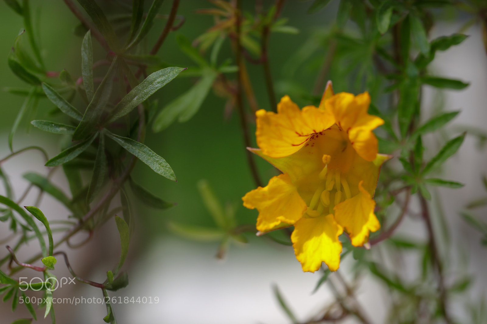 Canon EOS 5D Mark IV sample photo. Tropaeolum leptophyllum photography