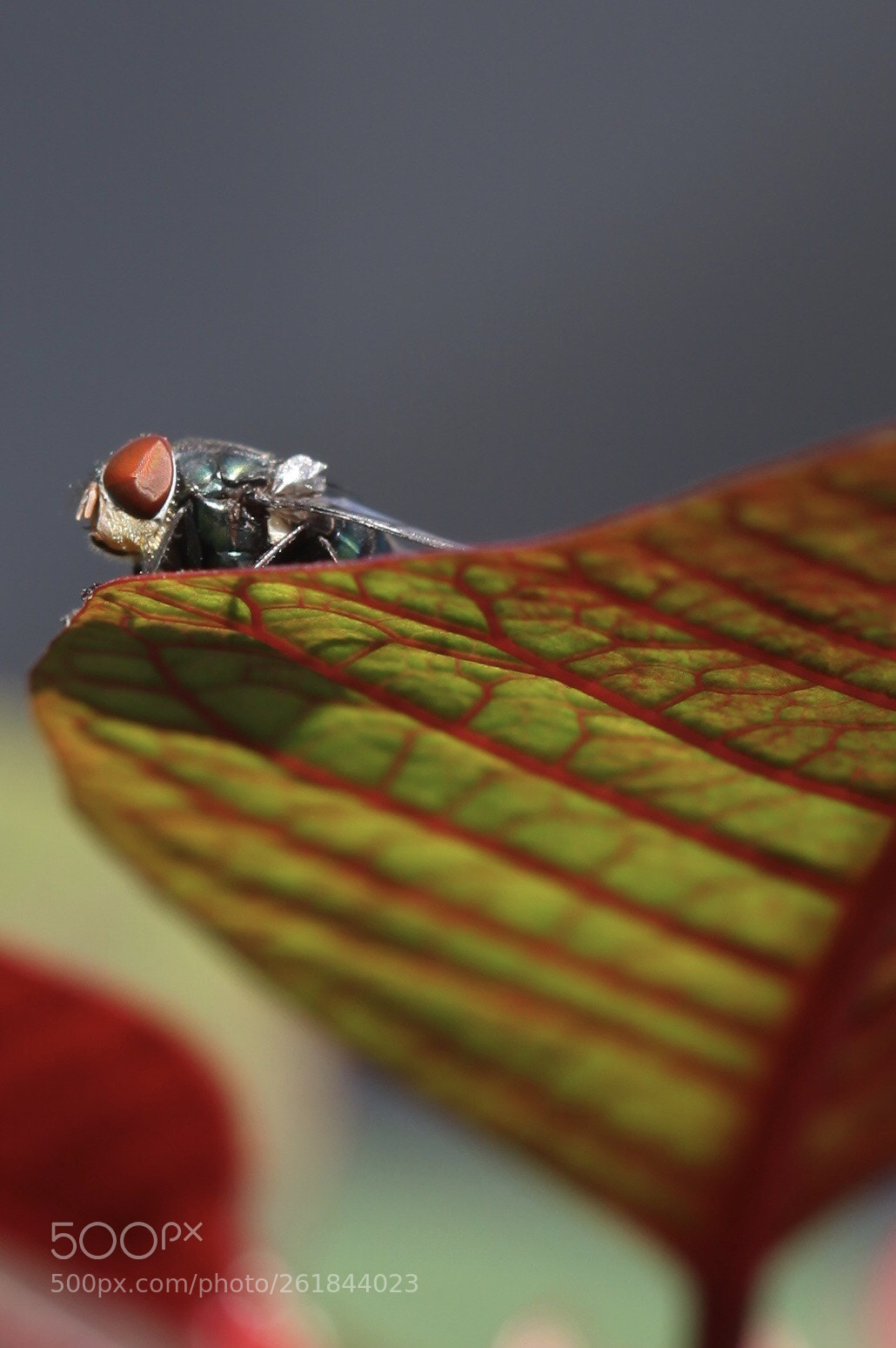 Canon EOS 5D Mark II sample photo. La mosca photography