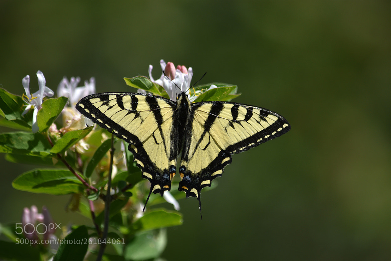 Nikon D3400 sample photo. Papillon tigr du canada photography