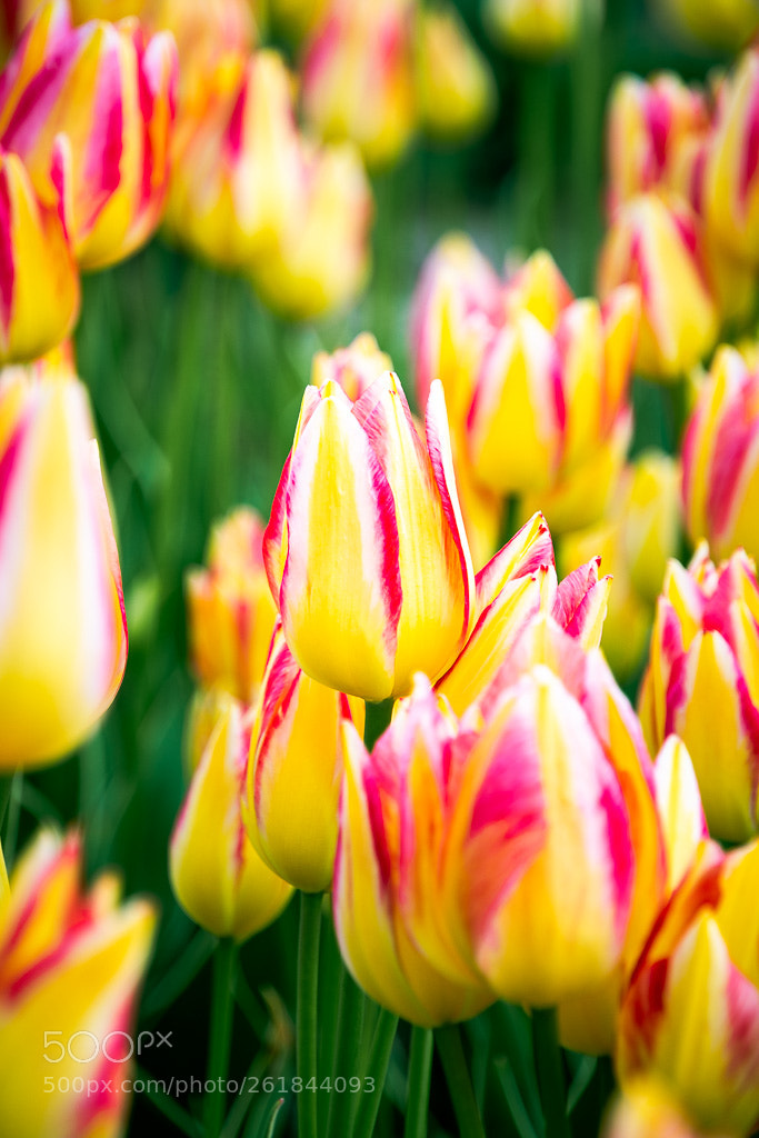 Nikon D7200 sample photo. Yellow photography