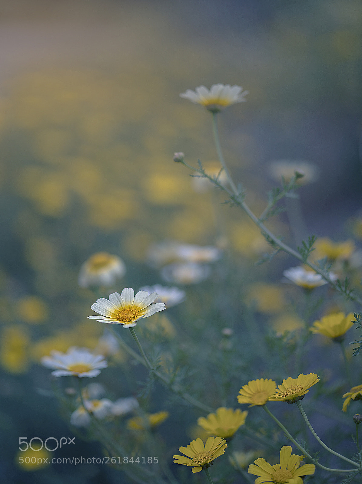 Sony a7 III sample photo. Floral photography