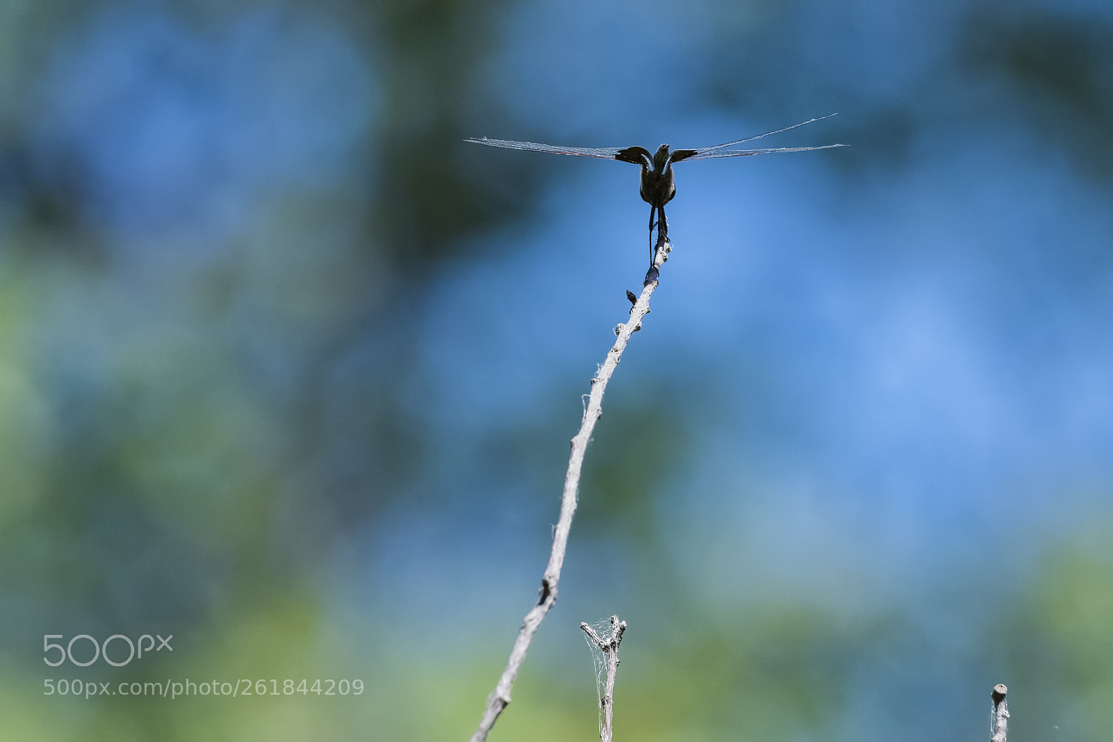 Nikon D850 sample photo. Dragonfly rearend photography
