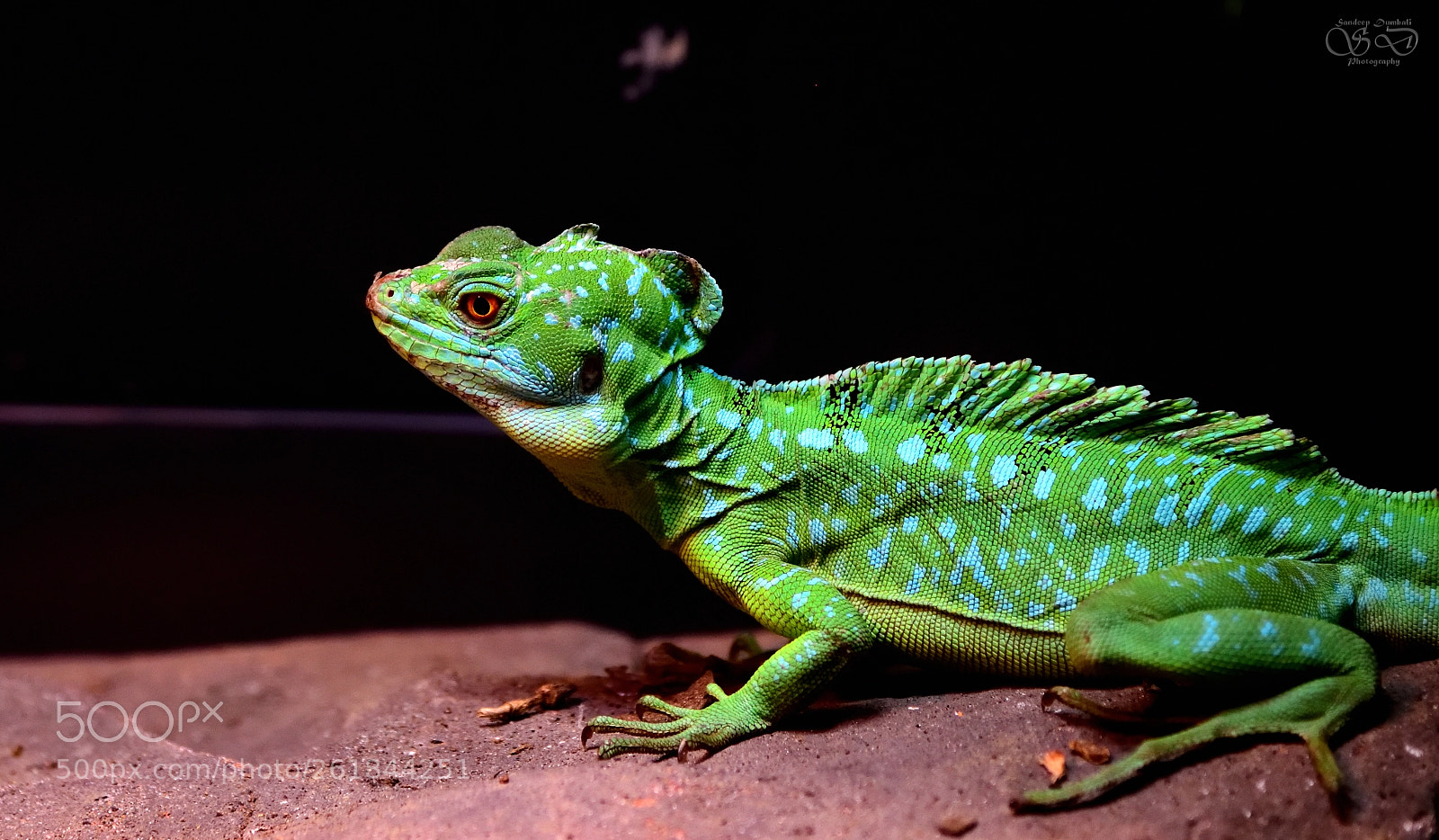 Nikon AF-S Nikkor 24-120mm F4G ED VR sample photo. Basiliscus plumifrons photography